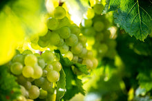 Load image into Gallery viewer, Champagne Pol Roger Brut Reserve NV with Gift Box