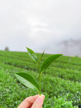 Load image into Gallery viewer, TATAKA Grand Cru Alpine Oolong Tea