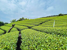 Load image into Gallery viewer, TATAKA Grand Cru Alpine Oolong Tea