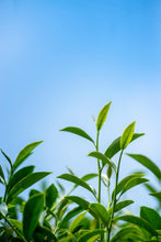 Load image into Gallery viewer, TATAKA Grand Cru Alpine Oolong Tea