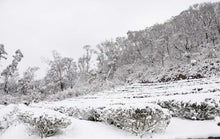 画像をギャラリービューアに読み込む, 大禹嶺烏龍茶