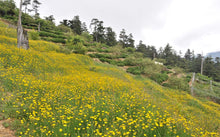 画像をギャラリービューアに読み込む, 大禹嶺烏龍茶