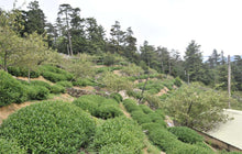 画像をギャラリービューアに読み込む, 大禹嶺烏龍茶