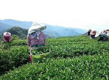 画像をギャラリービューアに読み込む, 芳泉 阿里山烏龍茶(軽焙煎)