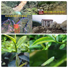 將圖片載入圖庫檢視器 蜜香貴妃烏龍茶