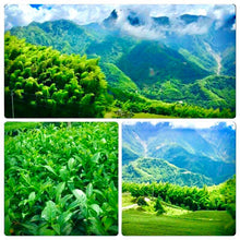 將圖片載入圖庫檢視器 山頭氣 頂級 龍鳳峽 高山茶