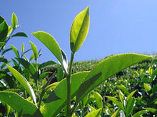 画像をギャラリービューアに読み込む, 森韻 頂級梨山高冷茶