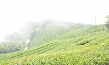 將圖片載入圖庫檢視器 山頭氣 頂級 龍鳳峽 高山茶