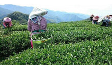 Load image into Gallery viewer, ALISHAN Premier Cru HIGH MOUNTAIN OOLONG TEA