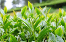 將圖片載入圖庫檢視器 杉林溪高山烏龍茶