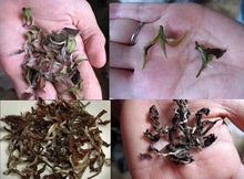 Charger l'image dans la galerie, Thé Oriental Beauty, Parfum de Miel