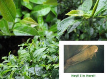 Charger l'image dans la galerie, Thé Oriental Beauty, Parfum de Miel