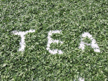 画像をギャラリービューアに読み込む, 四季春茶