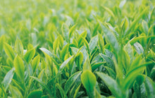 Load image into Gallery viewer, Singing in the breeze - Li-Shan Grand Cru Alpine Oolong Tea 100g