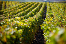 Load image into Gallery viewer, Champagne Pol Roger Brut Reserve NV with Gift Box
