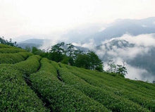 Charger l&#39;image dans la galerie, 阿里山 石棹 高山茶 ALISHAN Premier Cru HIGH MOUNTAIN OOLONG TEA
