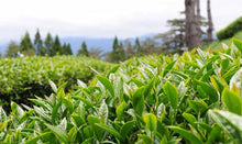 Charger l&#39;image dans la galerie, Thé Alpine de Première Qualité de Li-Shan Grand Cru
