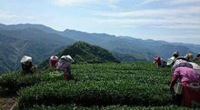 Charger l&#39;image dans la galerie, 阿里山 石棹 高山茶 ALISHAN Premier Cru HIGH MOUNTAIN OOLONG TEA
