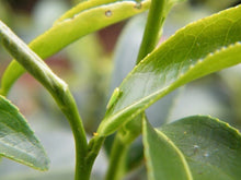 將圖片載入圖庫檢視器 凍頂煙仔茶 凍頂貴妃茶 天使之吻 てんしのキッス
