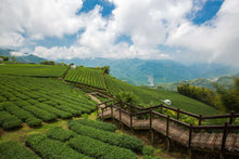 Charger l&#39;image dans la galerie, 阿里山 石棹 高山茶 ALISHAN Premier Cru HIGH MOUNTAIN OOLONG TEA
