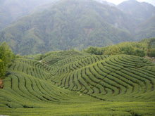 Charger l&#39;image dans la galerie, 杉林溪高山烏龍茶 SHANLINXI HIGH MOUNTAIN OOLONG TEA
