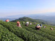 Charger l&#39;image dans la galerie, 杉林溪高山烏龍茶 SHANLINXI HIGH MOUNTAIN OOLONG TEA
